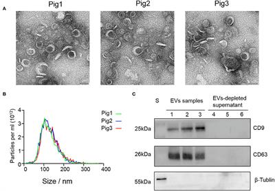 Expression Pattern of Seminal Plasma Extracellular Vesicle Small RNAs in Boar Semen